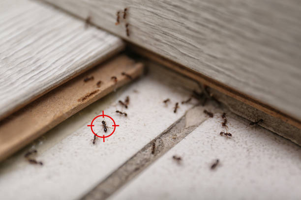 Best Ant Control Services  in Crompond, NY